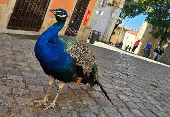 Lisbon castle peacock
