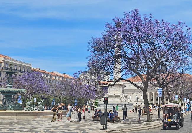 jacaranda trees lisbon