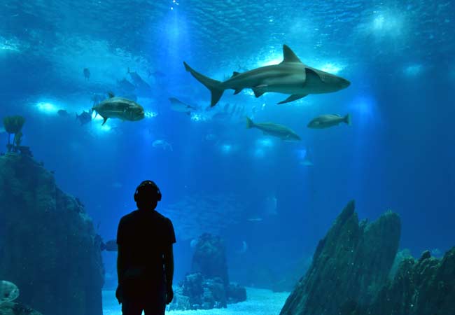 Oceanário de Lisboa lisbon aquarium