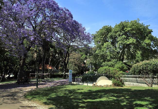 Jacaranda trees Jardim do Príncipe Real