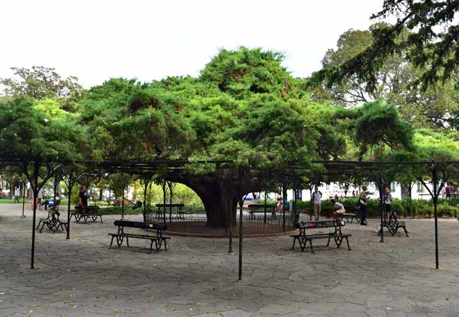 Jardim do Príncipe Real tree