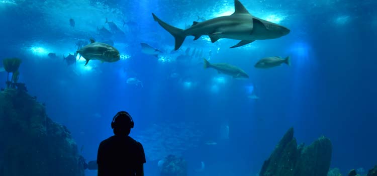 Lisbon Aquarium Oceanarium guide